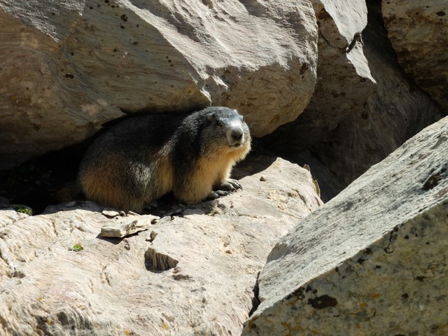 Marmotte aux Bachasses