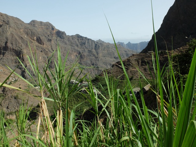 Ribeira Grande - Agriões