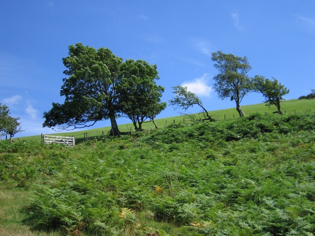 Rhyd-yr-aderyn