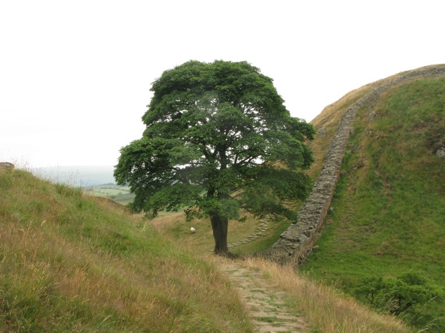 Steel Rigg - Sycomore Gap