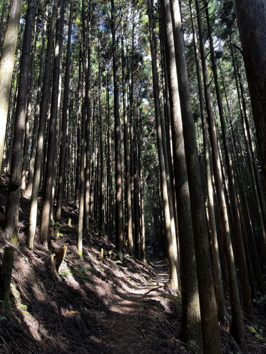 Forêt du Kumano Kodo