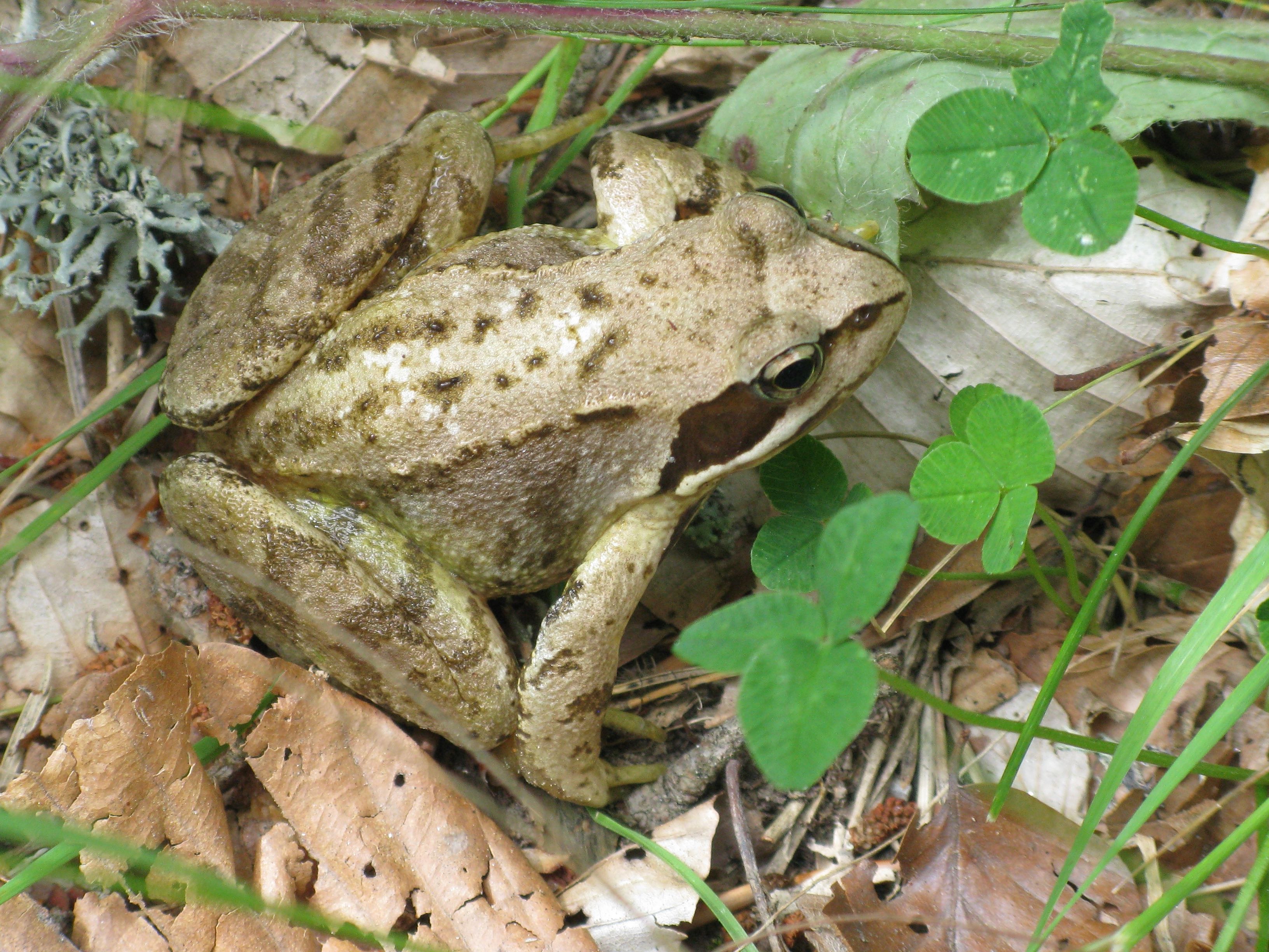 crapaud