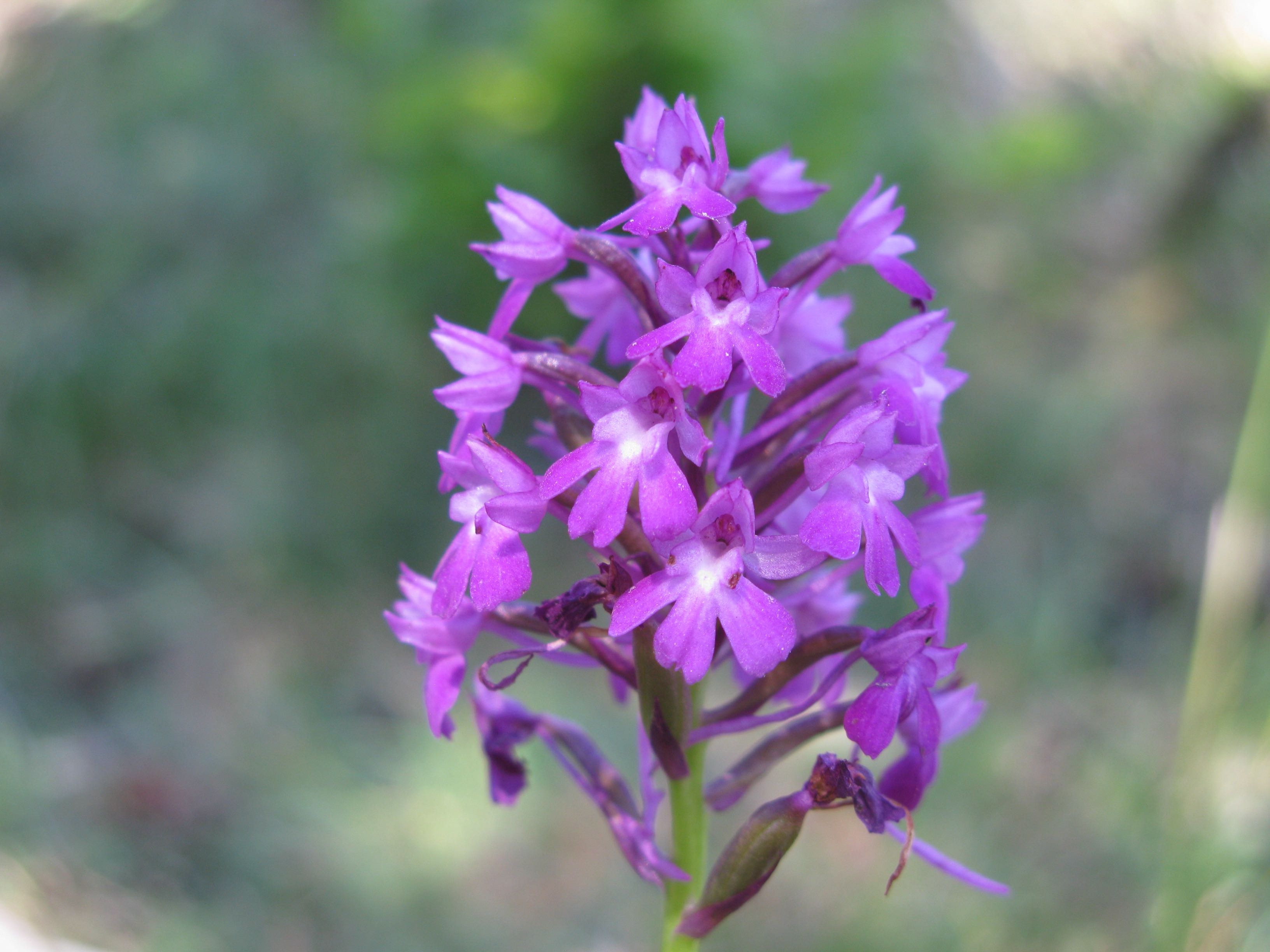 Anacampsis