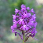 IMG_0570.jpeg
