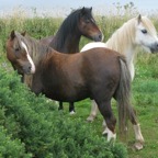 IMG_0342.jpeg