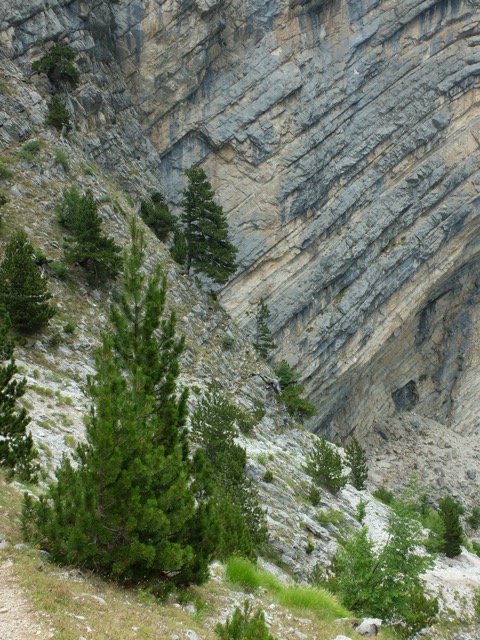 Qafa Pejës