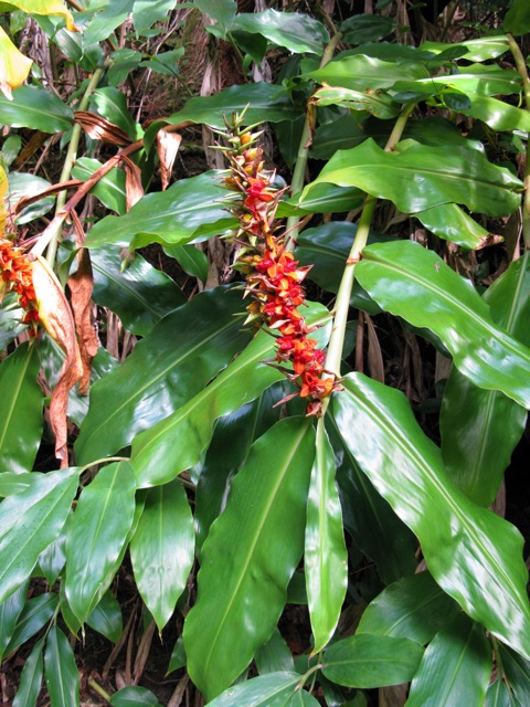 Gingembre rouge