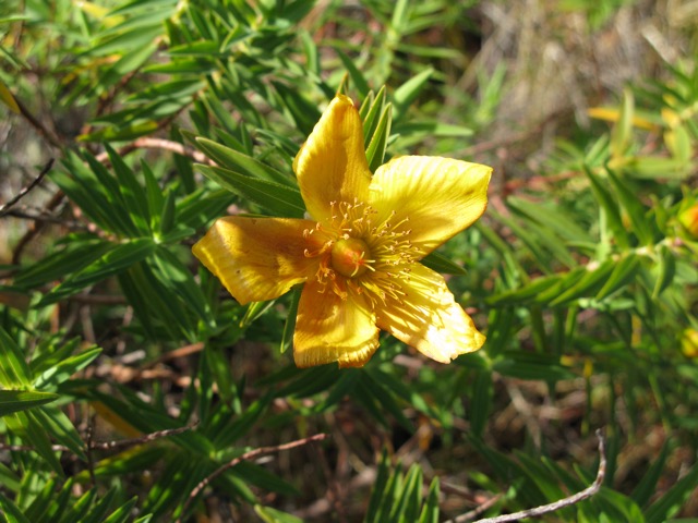 Fleur jaune