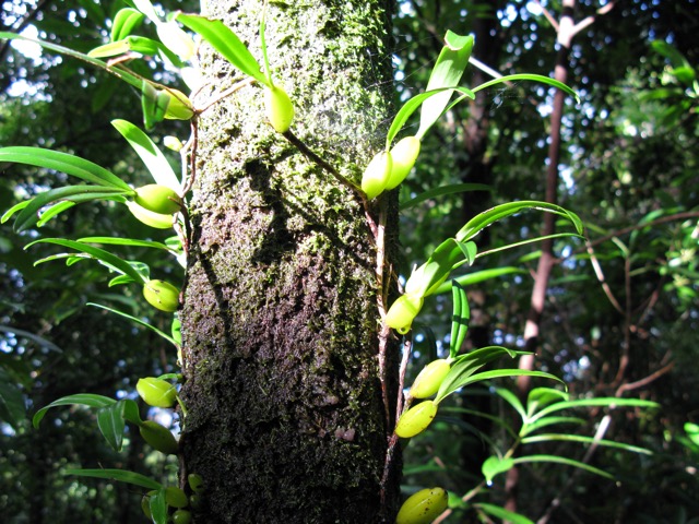 Orchidée Ti-Carambole