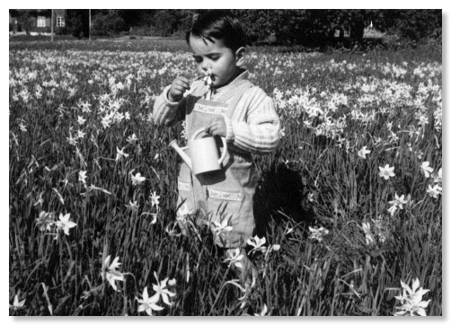 Narcisses à Villard