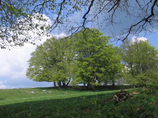Grand C&oelig;urie