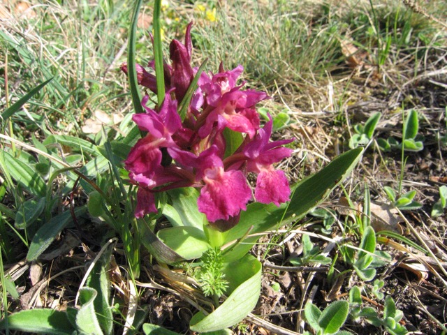 Orchis (papillon ?)