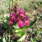 IMG_0831.jpeg
