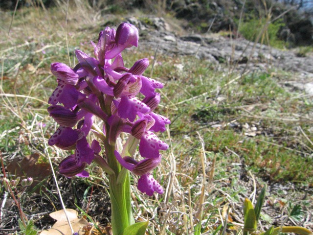 Orchis bouffon