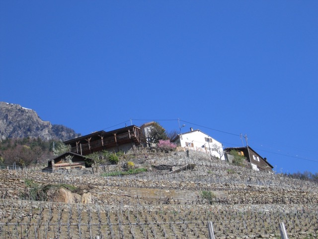 Tassonnières