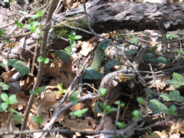 Lézard