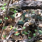 IMG_0883.jpeg