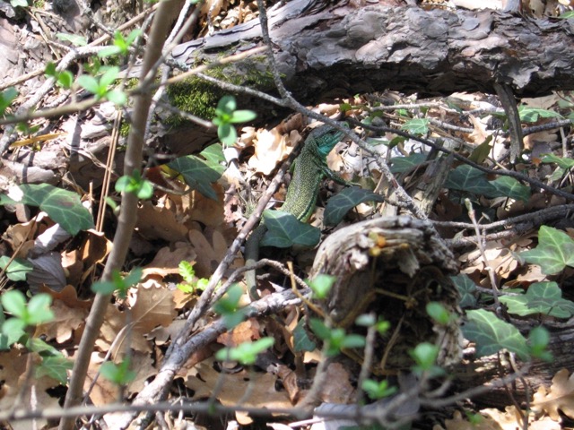 L&eacute;zard