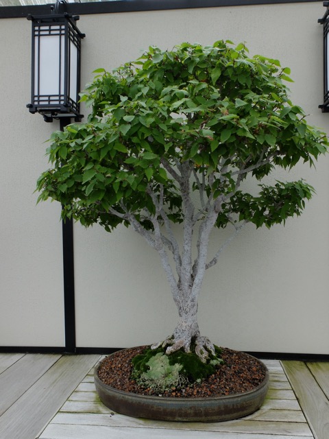 Longwood Gardens – bonsaï zelkova 1909