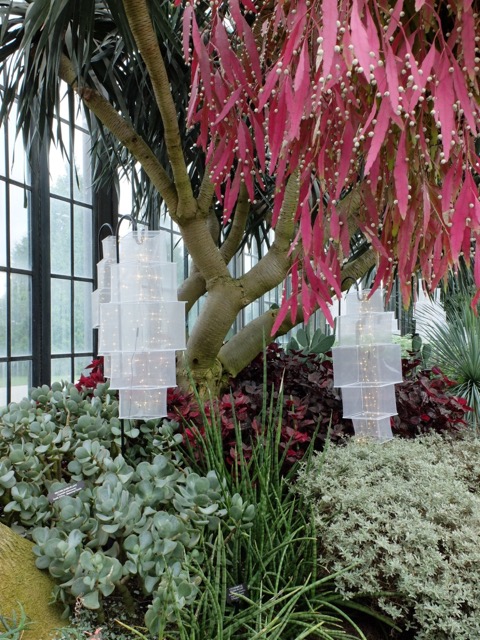 Longwood Gardens &ndash; pseudorhipsalis
