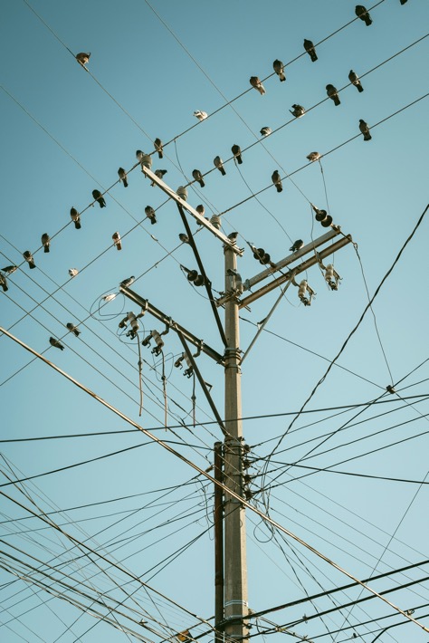 fils oiseaux